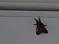 Click image for larger version

Name:	Devil Moth.jpg
Views:	199
Size:	6.9 KB
ID:	2028816