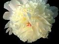Click image for larger version

Name:	white_peony.jpg
Views:	113
Size:	3.4 KB
ID:	2028818
