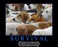 Click image for larger version

Name:	art-of-survival.jpg
Views:	396
Size:	100.2 KB
ID:	2029005