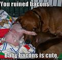 Click image for larger version

Name:	baby bacons.jpg
Views:	294
Size:	166.6 KB
ID:	2029290