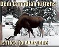 Click image for larger version

Name:	canadian kittehs.jpg
Views:	94
Size:	29.2 KB
ID:	2029612