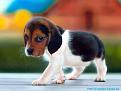 Click image for larger version

Name:	beagle-puppy.jpg
Views:	200
Size:	174.3 KB
ID:	2030309