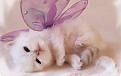 Click image for larger version

Name:	Cute-Kitten-Wallpaper-kittens-16094693-1280-800.jpg
Views:	192
Size:	66.3 KB
ID:	2030310