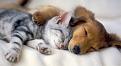 Click image for larger version

Name:	puppykitten2.jpg
Views:	142
Size:	177.7 KB
ID:	2030311