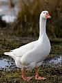 Click image for larger version

Name:	Domestic_Goose.jpg
Views:	121
Size:	195.4 KB
ID:	2030314