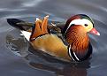 Click image for larger version

Name:	Mandarin.duck.arp.jpg
Views:	123
Size:	197.7 KB
ID:	2030317