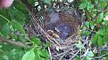 baby robins