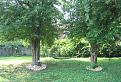 Backyard, except now there is a mound of dirt by the trees.