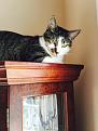 Merle likes to be up on a perch.  He loves this curio, but he also likes to be up above the cabinets.  He's a very sweet and loving cat.